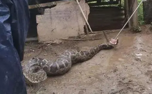 Giant Python Swallows 30kg Dog in China; Firefighters Urge Caution