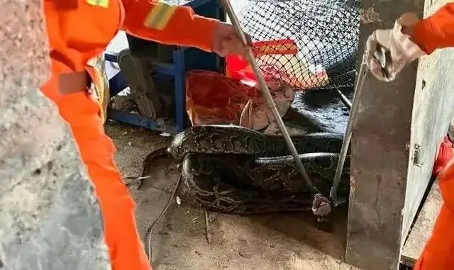 Giant Python Swallows 30kg Dog in China; Firefighters Urge Caution